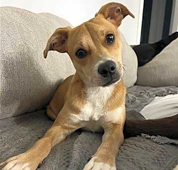Photo of Scotcheroo