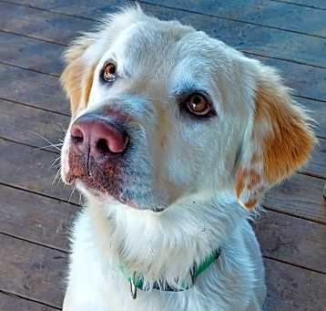 Photo of Smiley