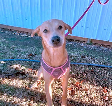 Photo of Honey