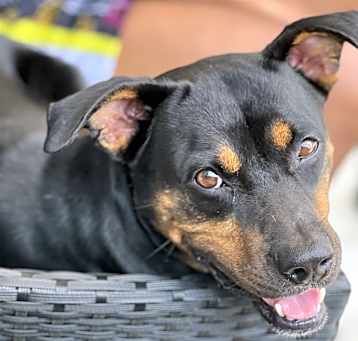 Photo of Remy