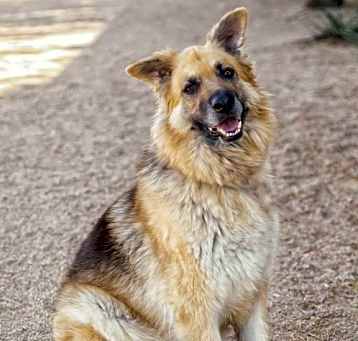 Photo of RAINA **ADOPTION PENDING**