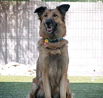 Photo of EVA *ADOPTION PENDING*