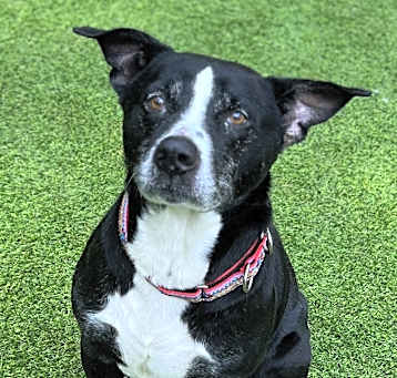 Photo of Thor