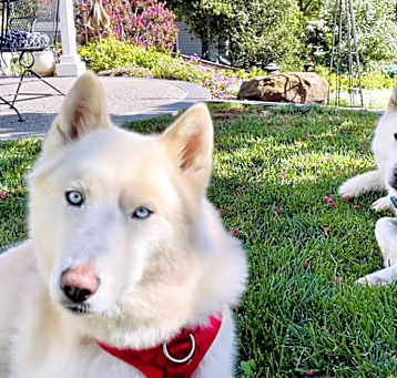 Photo of Sherlock and Watson