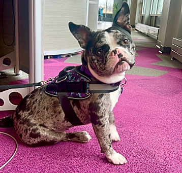 Photo of Stella - adoption pending
