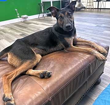 Photo of KitKat