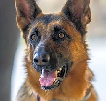 Photo of Willow