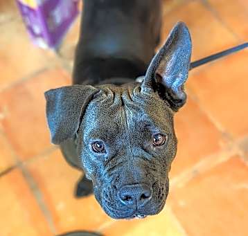 Photo of Huggie