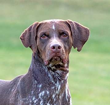 Photo of Brown