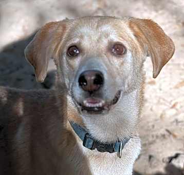 Photo of Brownie
