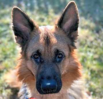 Photo of Wolfie 2023-003