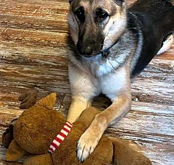 Photo of Sasha (PA)