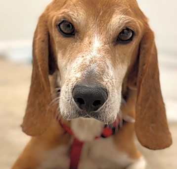 Photo of Orville