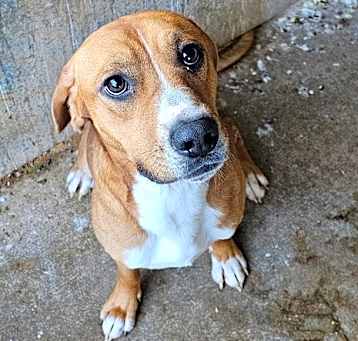 Photo of Copper
