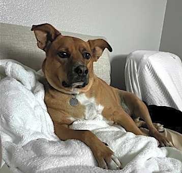 Photo of Bruno