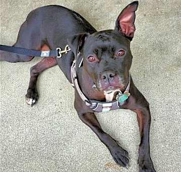 Photo of ELLIE (COURTESY POST)