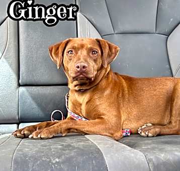 Photo of Ginger