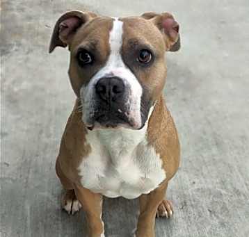 Photo of Pickles