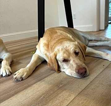 Photo of Champ & Max