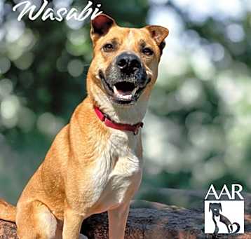 Photo of Wasabi