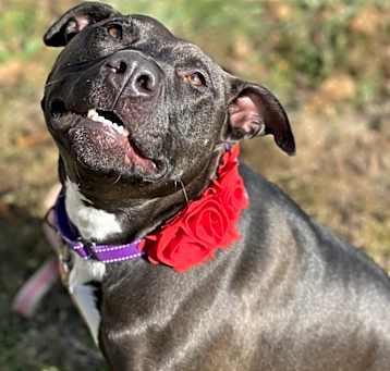Photo of Dixie