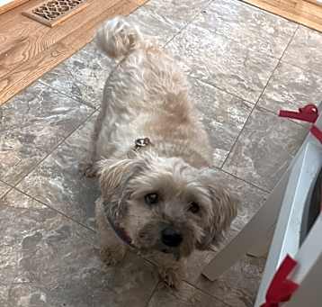 Photo of Chewie