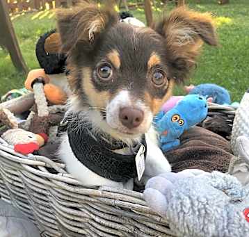 Photo of Charlie (Special Needs)