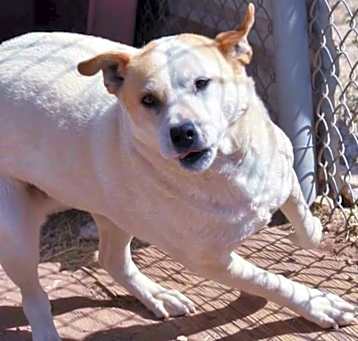 Photo of Daisy