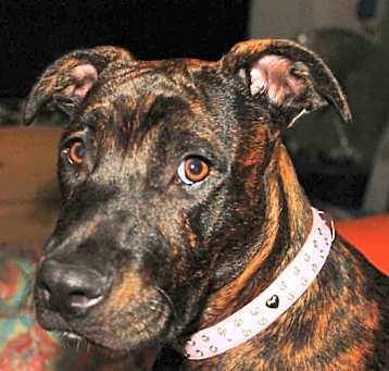 Photo of Lovey
