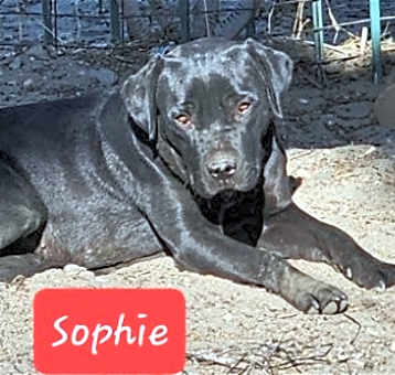Photo of Sophie
