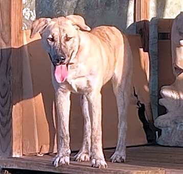 Photo of sampson