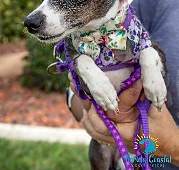 Photo of Sweet Pea