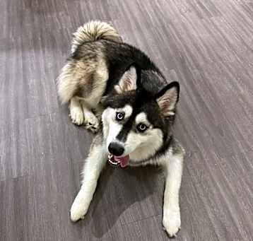 Photo of Roku