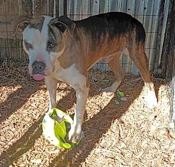 Photo of Petey