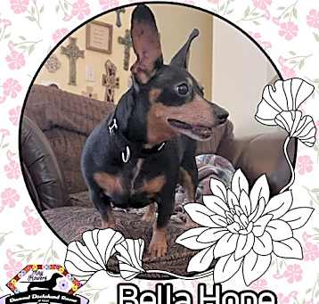 Photo of Bella Hope Diamond