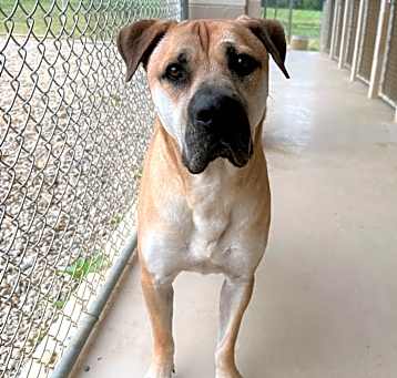 Photo of Archie
