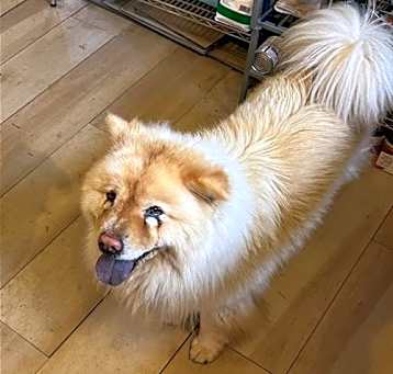 Photo of Honey