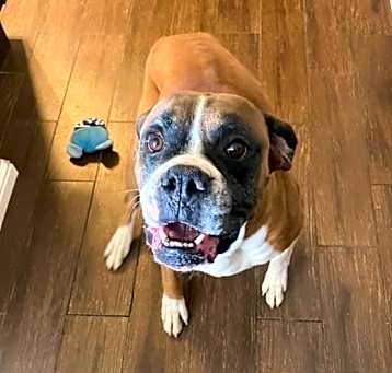 Photo of Bruno