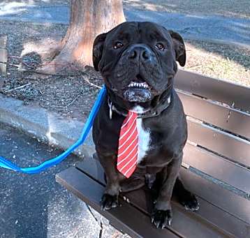 Photo of Oscar