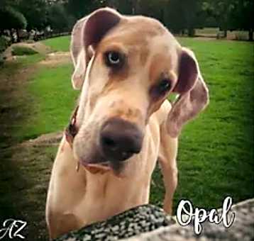Photo of Opal