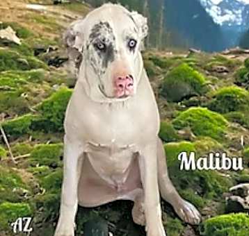 Photo of Malibu
