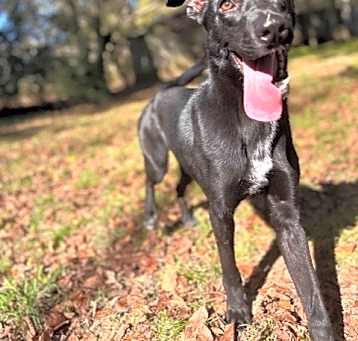 Photo of Romi (Jupitor)