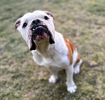 Photo of Archie