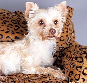 Photo of Shelby