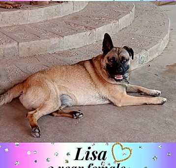 Photo of LISA -2 YEAR PUG MIX