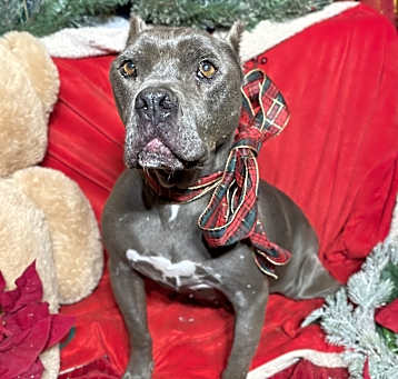 Photo of Naomi-Senior Dog