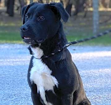 Photo of Pip
