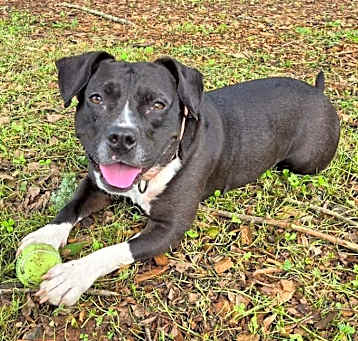 Photo of Sweet Pea