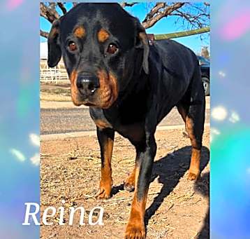 Photo of Reina