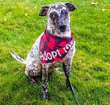 Photo of Kali